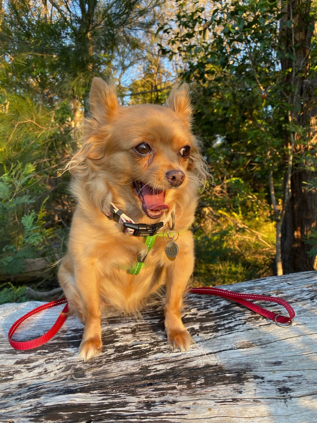 Small golden dog sitting on a wooden bench in warm outdoor light